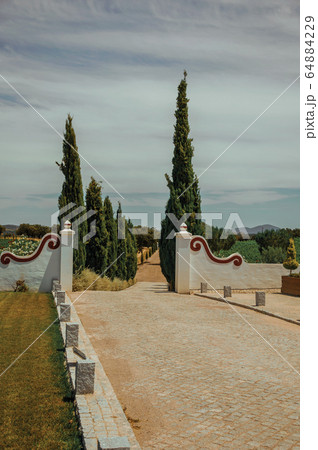 Gateway and path with poplars in a vineyard Gateway and path with poplars in a vineyard 64884229
