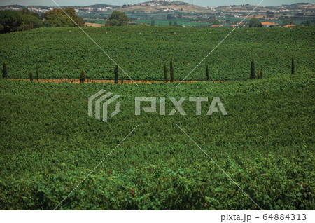 Green vines and road in a vineyard near Estremoz 64884313