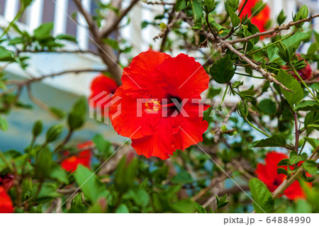 A red hibiscus on the green background A red hibiscus on the green background 64884990