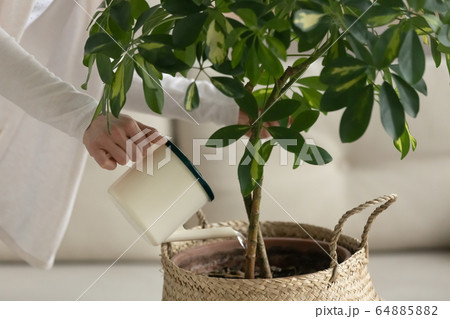 Close up of woman watering green plant at home Close up of woman watering green plant at home 64885882