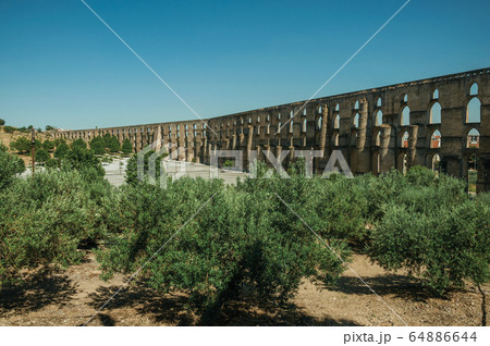 Olive trees in front of aqueduct with arches in Elvas Olive trees in front of aqueduct with arches in Elvas 64886644