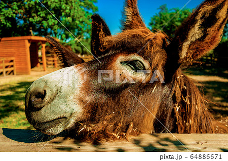 Donkey in a farm corral Donkey in a farm corral 64886671