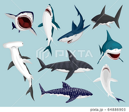 Cartoon Sharks Scary Jaws And Swimming Angry のイラスト素材