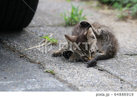道路に座り毛繕いをし後ろ脚の間から尻尾を舐めるキジトラの子猫 64886919