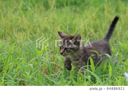 草むらを歩いてる時何かを見つけて動きが止まるキジトラの子猫 64886921
