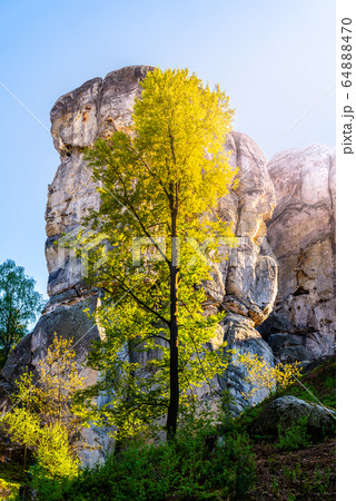 Monumental sandstone rock formation in the miidle of spring forest of Bohemian Paradise, Czech: Cesky raj, Czech Republic 64888470