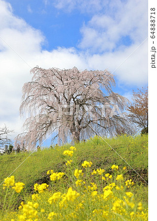 墓守のしだれ桜(大分県竹田市) 墓守のしだれ桜(大分県竹田市) 64888718
