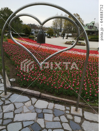 チューリップ チューリップ 64888752