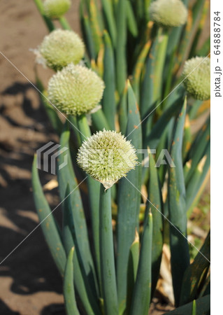 ネギ坊主 ネギの花 の写真素材