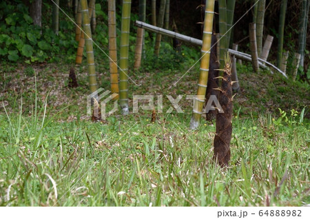 タケノコ モウソウチク 64888982