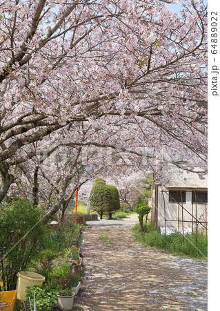大分県津久見市の桜 大分県津久見市の桜 64889022