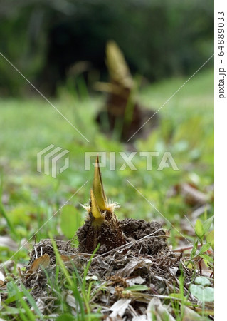 タケノコ モウソウチク 64889033