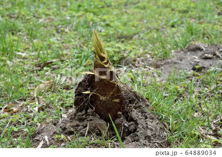 タケノコ モウソウチク タケノコ モウソウチク 64889034