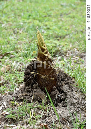 タケノコ モウソウチク 64889035