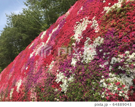 花　美しい　赤　ピンク　緑 64889043