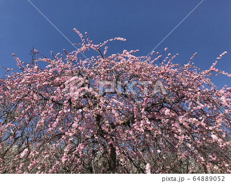 桜　青空　美しい 64889052
