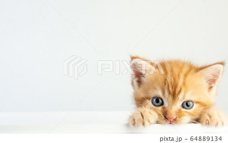 Cat baby tabby Kitten Cute Beautifu on white 64889134