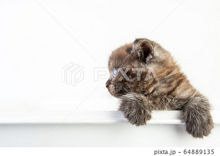 Cat baby tabby Kitten Cute Beautifu on white 64889135