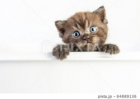 Cat baby tabby Kitten Cute Beautifu on white 64889136