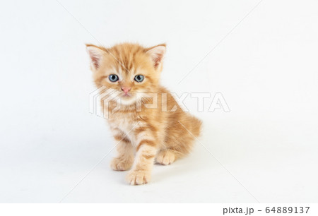 Cat baby tabby Kitten Cute Beautifu on white 64889137