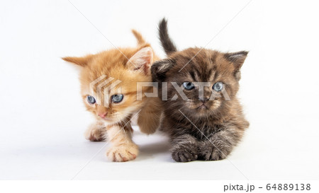 Cat baby tabby Kitten Cute Beautifu on white 64889138