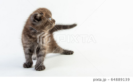 Cat baby tabby Kitten Cute Beautifu on white 64889139