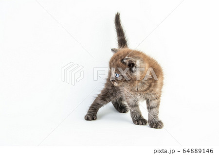 Cat baby tabby Kitten Cute Beautifu on white Cat baby tabby Kitten Cute Beautifu on white 64889146