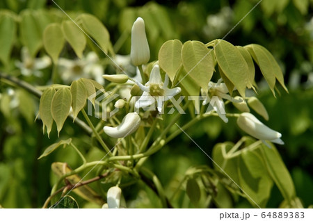 ムベの白花 64889383