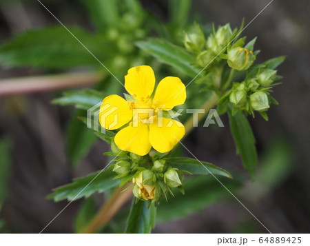 オヘビイチゴ 64889425