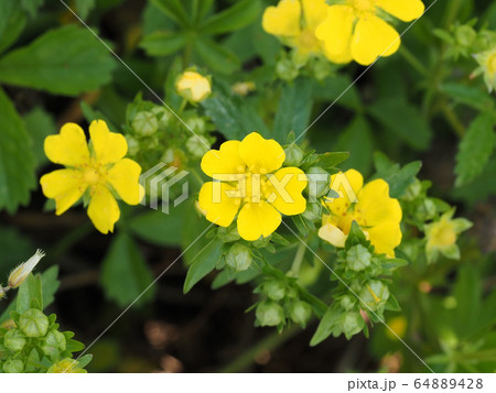 オヘビイチゴ 64889428