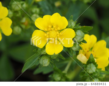 オヘビイチゴ 64889431