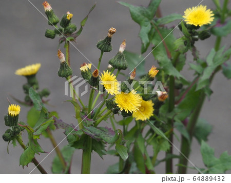 オニノゲシ 64889432