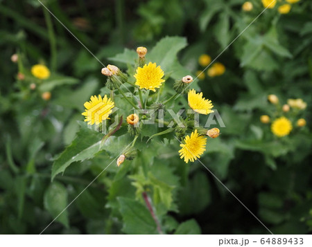 オニノゲシ 64889433