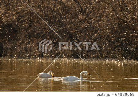 大池ハクチョウ 64889669
