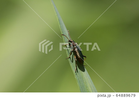 アオハムシダマシ アオハムシダマシ 64889679