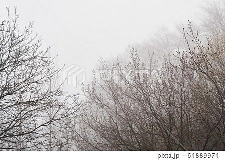 leafless tree branches are barely visible in fog 64889974