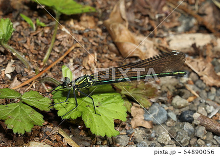 アサヒナカワトンボ 64890056