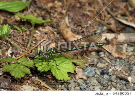 アサヒナカワトンボ アサヒナカワトンボ 64890057