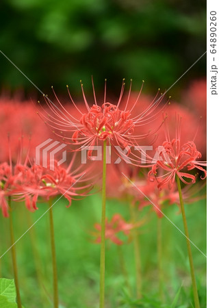 彼岸花　秋の花　９月　ヒガンバナ 64890260