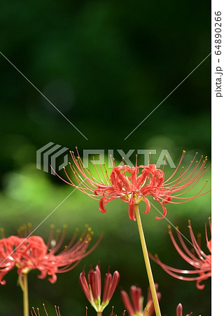彼岸花　秋の花　９月　ヒガンバナ 64890266
