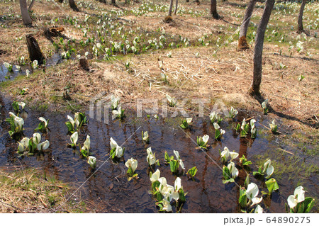 落倉自然園のミズバショウ 64890275