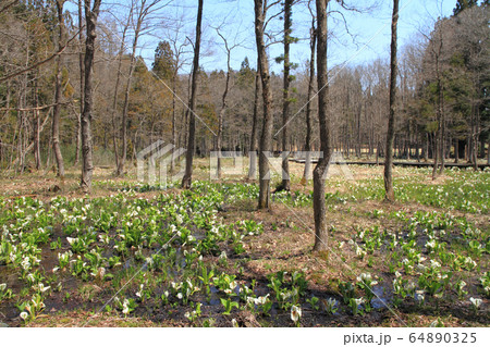 ミズバショウ咲く落倉自然園 64890325