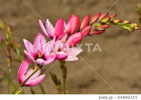 イキシア ローズエンペラーの写真素材
