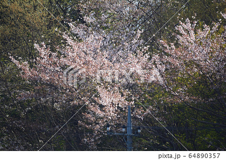 つくし湖に寄りました　　＃34 64890357