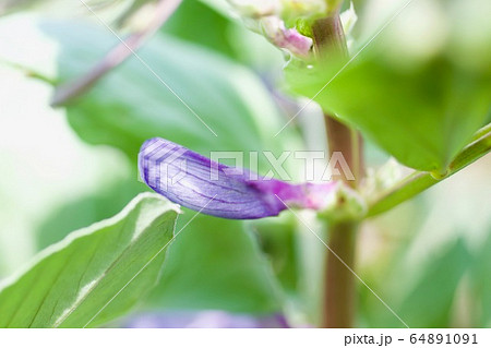 空豆の花の写真素材