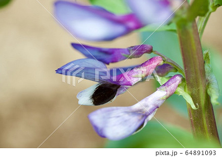 空豆の花の写真素材