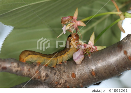 生き物　昆虫　キバラモクメキリガ、最終齢の幼虫です。多食ですが葉よりも花が好き？ 64891261