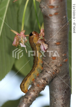 生き物 昆虫 キバラモクメキリガ、終齢幼虫。四月、街路樹の八重桜にいました 生き物 昆虫 キバラモクメキリガ、終齢幼虫。四月、街路樹の八重桜にいました 64891451