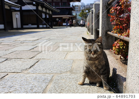 お寺とキジネコ　天気のいい午後 64891703