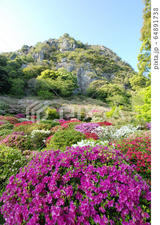山裾に咲くツツジ 64891738
